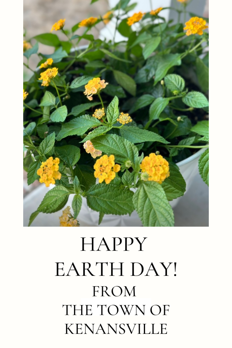image of yellow flowers